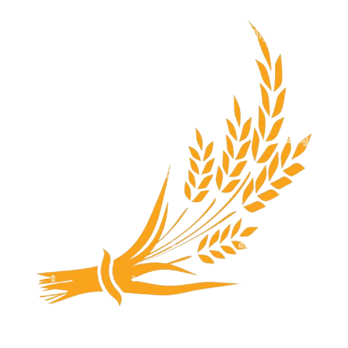 ears and grains of wheat on a white background vector 2d01mye removebg preview